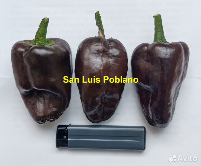 Перец слабоострый «San Luis Poblano» 10 семян