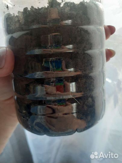 Герань, сингониум,фиалка