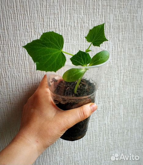 Рассада помидор, огурец, тыква