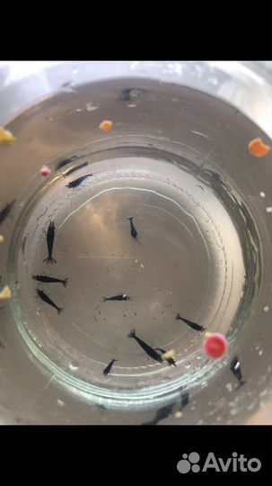 Аквариумные креветки голубая мечта отбраковка