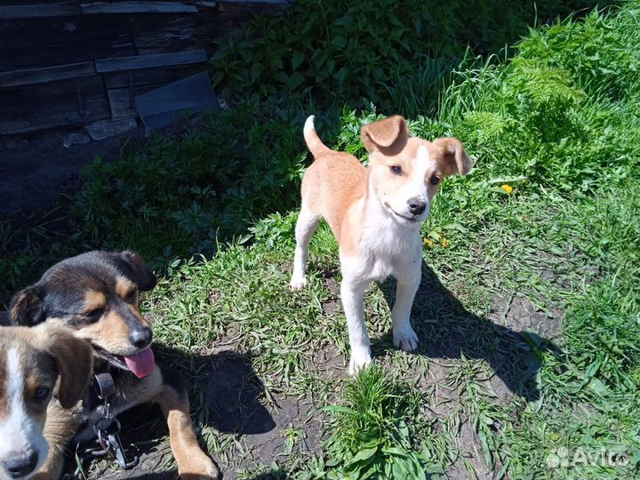 Продам щенков маленькой собачки