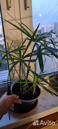 Циперус папирус