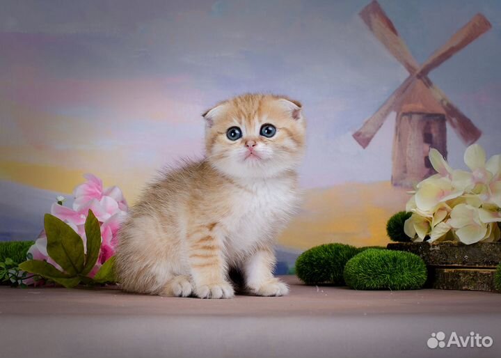 Шотландское золото