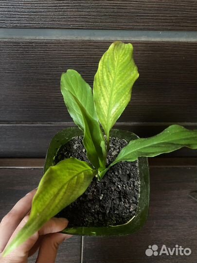 Спатифиллум