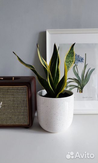 Распродаю цветы в керамических горшках