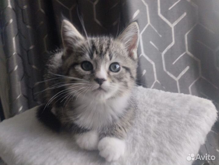 Тигровый табби