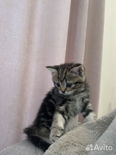Шотландские котята