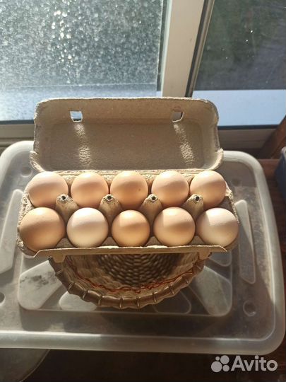 Инкубационное яйцо Бресс галльских кур