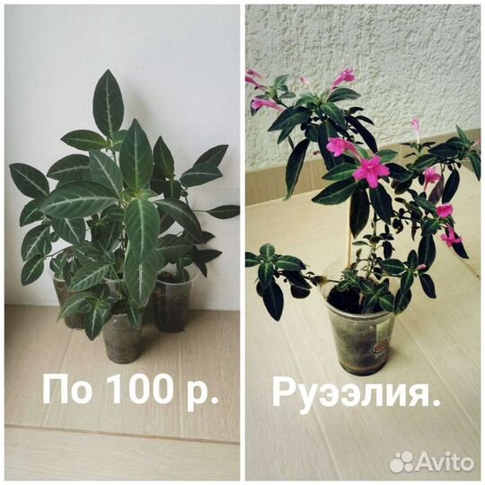 Кислица Деппа, Герань, Руэллия, Ландыш и т. д