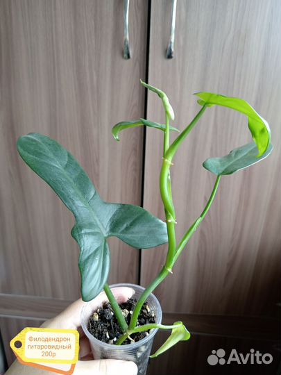 Домашние растения