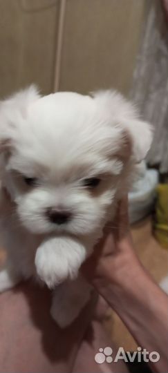 Щенки мальтезе