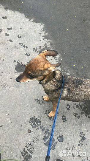 Собака в добрые руки