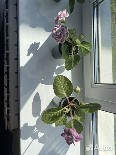 Глоксиния цветущая любая 250