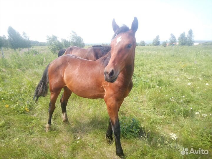 Кобыла и жеребенок