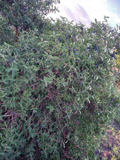 Участок 10,3 сот. (СНТ, ДНП)