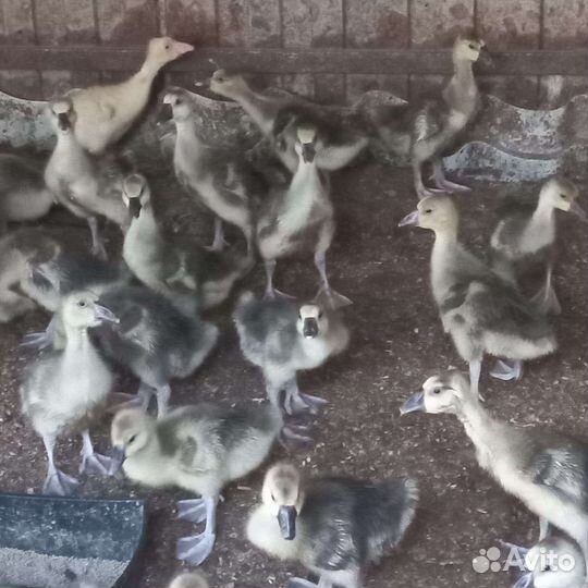 Утята, гусята, муларды