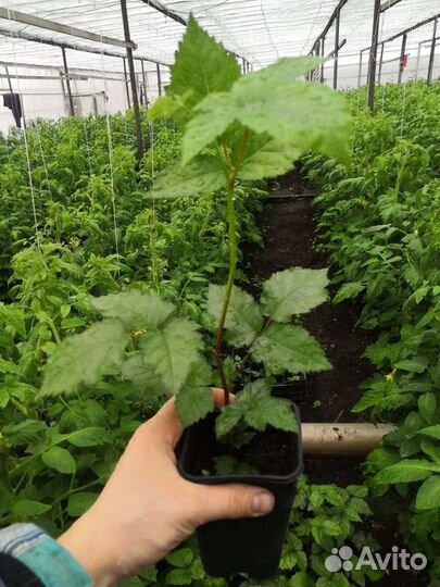 Саженцы ежевики и малины