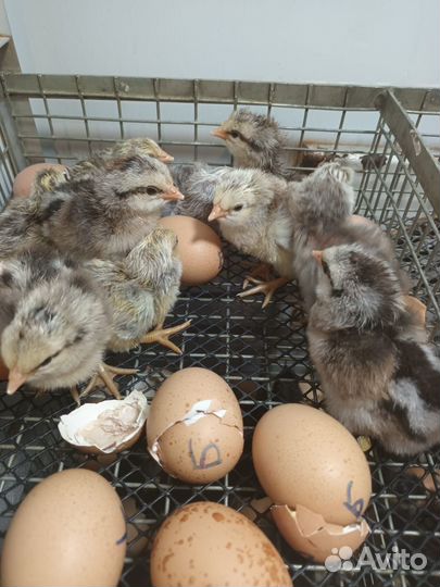 Билефельдер (европейская линия: цыплята, яйцо)