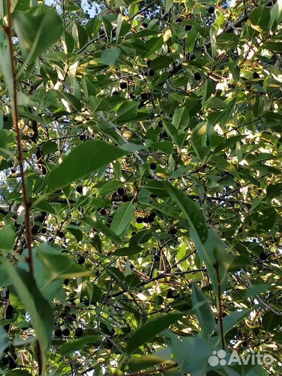 Продам вишню