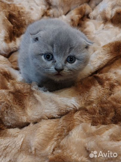Шотландские котята