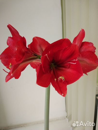 Гиппеаструм