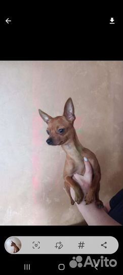 Той терьер вязка