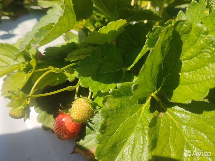 Рассада клубники