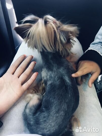 Йоркширский терьер мини девочка вязка