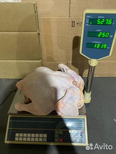 Цыплята бройлера Росс 308 Венгрия