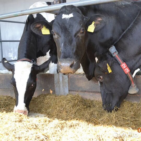 Семейная ферма под ключ