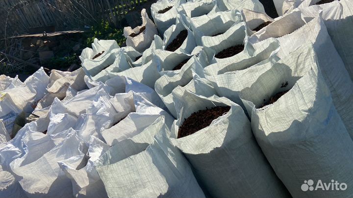 Кедровая шелуха