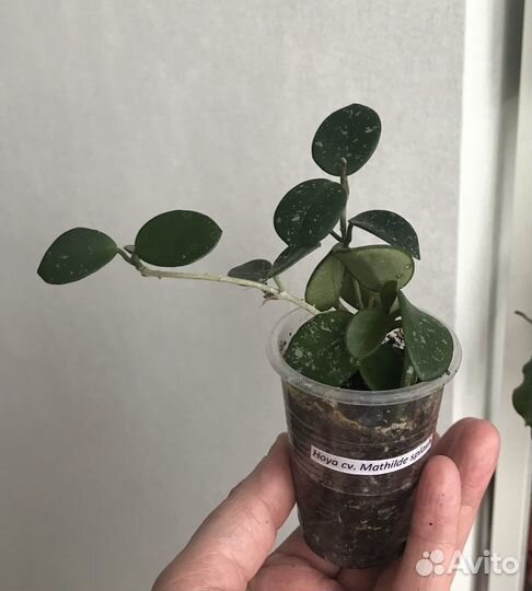 Хойя Hoya