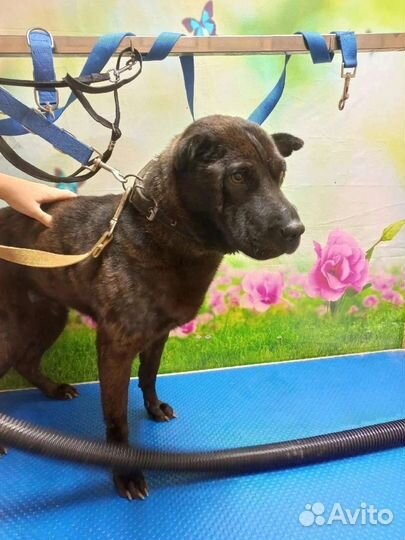 Собака в дар