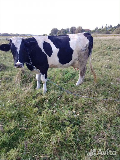 Корова дойная