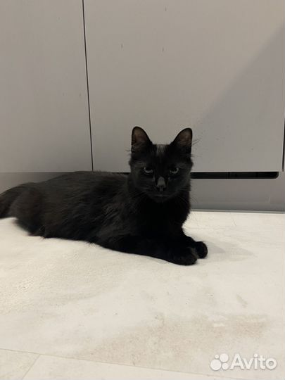 Найдена кошка,спасите девочку