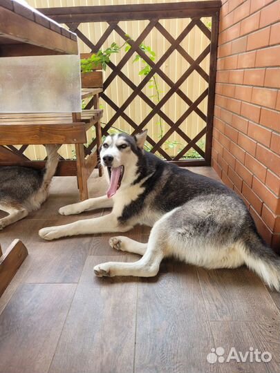 Сибирский хаски