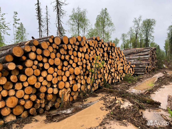 Лес кругляк пиловочник отборный выборка