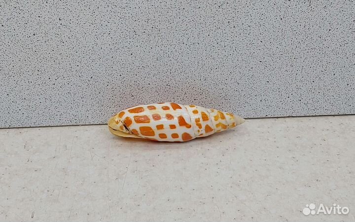 Митра Митра 6,7 морская ракушка раковина