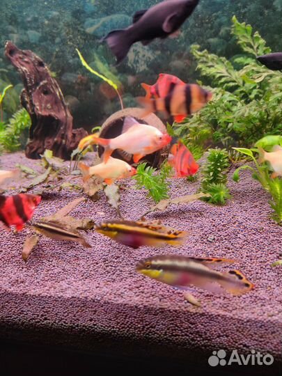 Пельвикохромисы аквариумные рыбки
