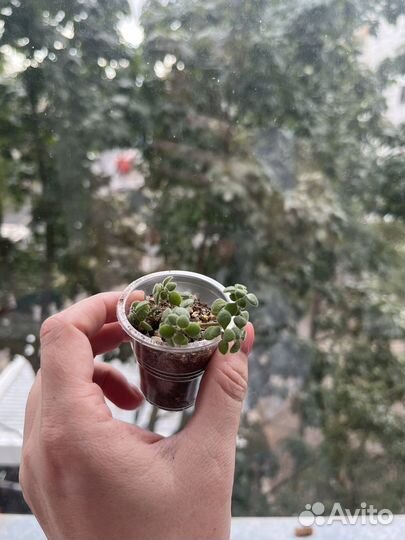 Суккуленты обновлено 20.09