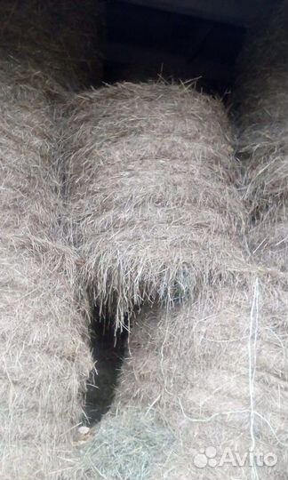 Сено укос 2024 год, тюки по 22-25 кг