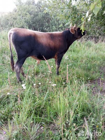 Быки и тёлки