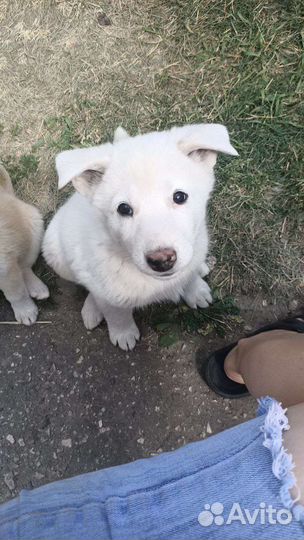 Щенки западно сибирской лайки