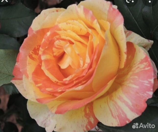 Продажа саженцев