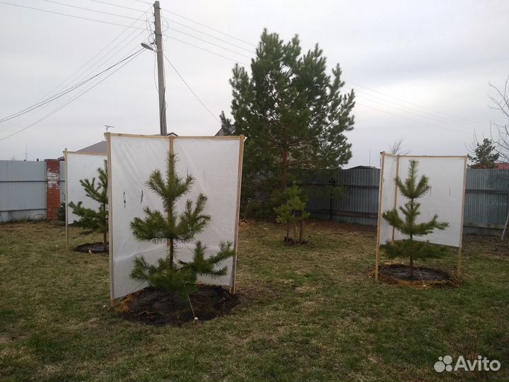 Сосна обыкновенная, Саженцы Сосны обыкновенной
