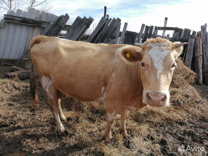 Корова и бычки