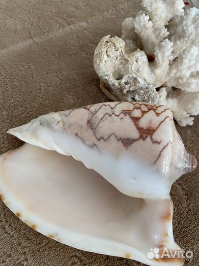 Ракушки декор