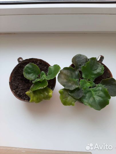 Фиалка белая обмен