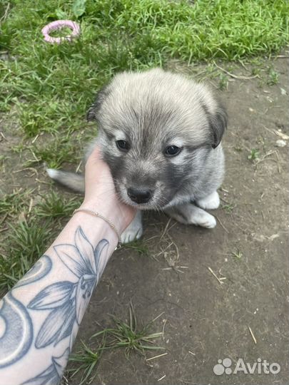 Щенок в добрые руки бесплатно