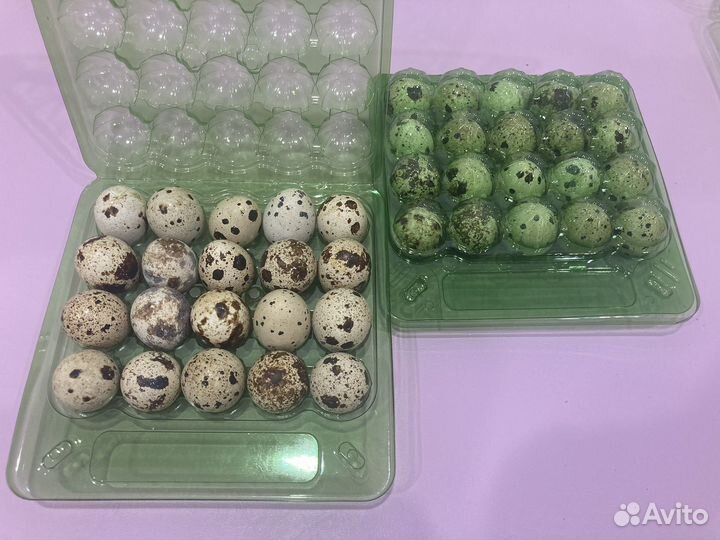 Яйцо перепелиное инкубационное